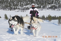 Huskies Erleben